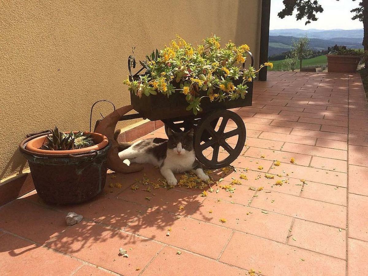 Agriturismo Santa Bruna 볼테라 외부 사진